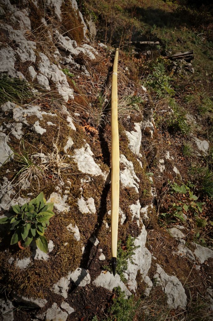 hedera helix w domu Hedera helix – Adplants main image 1